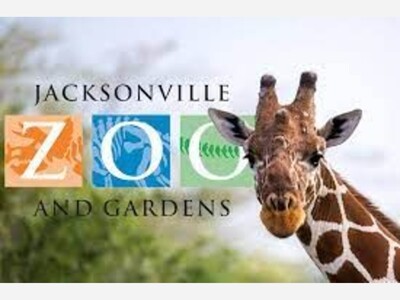 Unveiling the Natural Wonders of Jacksonville, FL: A Safari through the Jacksonville Zoo and Gardens